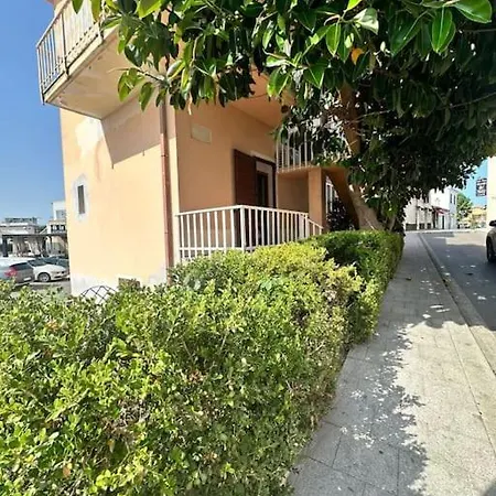 Ficus *